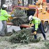 Gather Ye Yuletide Trees For The Annual Mulchfest